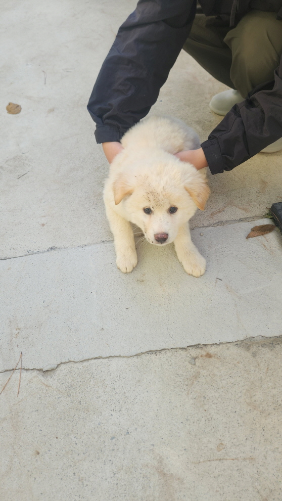 보호중 진도견의 가…